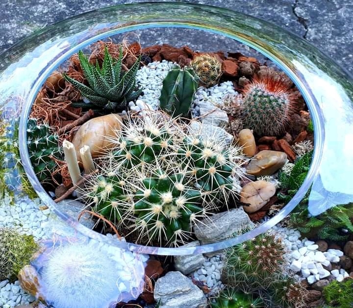 Kaktus mix zestaw 10 sztuk