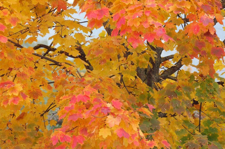 P11 KLON ZWYCZAJNY ACER PLATANOIDES KOLOROWY AKCENT 80-120 cm.