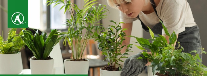 Sanium Pin pałeczki 2w1 nawozowe i na szkodniki