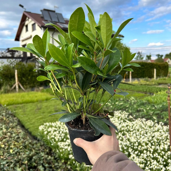 SKIMIA JAPOŃSKA Duże Sadzonki 1L 'Rubella'