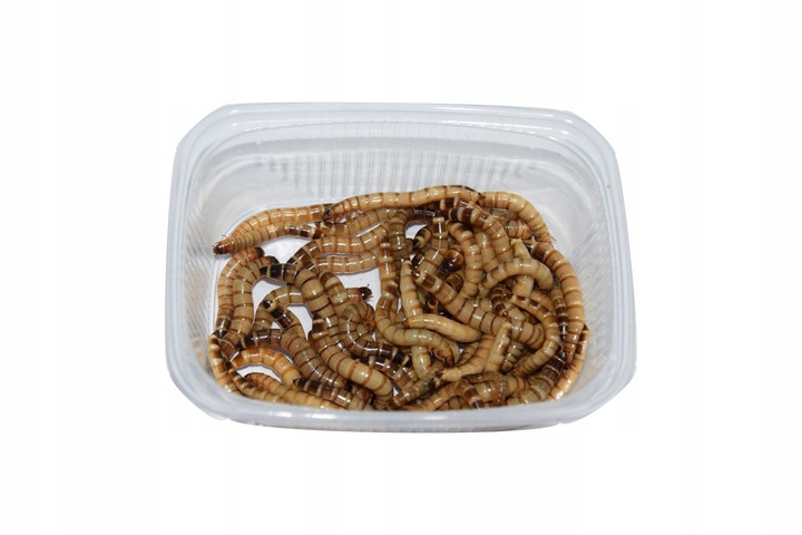 Drewnojad,drewnojady 500 ML