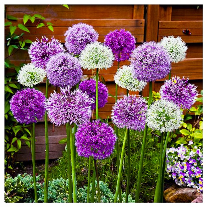 ALLIUM CZOSNEK OLBRZYMI OZDOBNY MIX cebulki 20 szt. + GRATIS