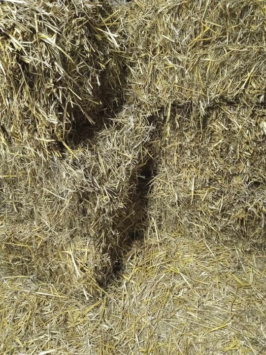 Słoma PSZENNA ściółka do budy dla psa ,ściółka pod truskawki 4KG