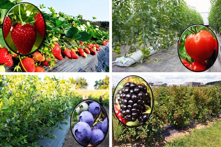 Agrotkanina czarna 1,6x50m 90g mata antychwastowa mocna agrowłóknina