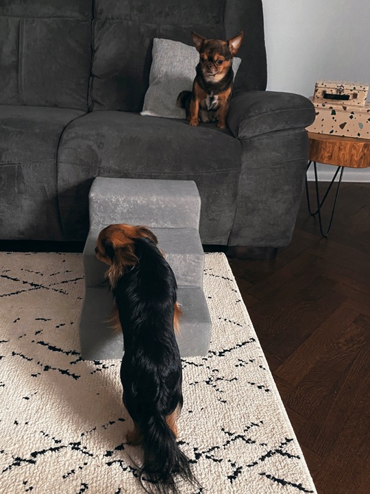 Schody SCHODKI dla psa 4 stopnie GRAWER gratis