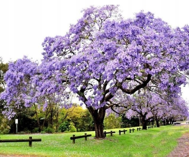 Drzewo tlenowe Paulownia Shan Tong Już zdrewniała przyrost roczny 3