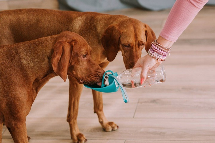 BUTELKA TURYSTYCZNA DLA PSA POIDŁO MISKA NA WODĘ PRZENOŚNA NA SPACER BIDON