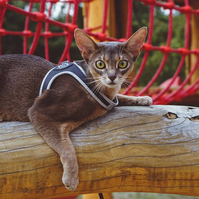 SZELKI dużego kota 38-48cm do 6kg Brytyjski TRE PONTI czarne Z ODBLASKAMI