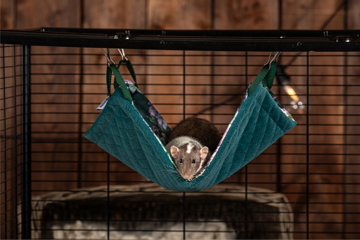 Kraina Tuptusia hamak dla fretki 30x50cm