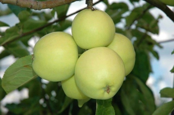 Jabłoń papierówka OLIWKA ŻÓŁTA bardzo wczesna PAPIERÓWKA Z DZIECIŃSTWA