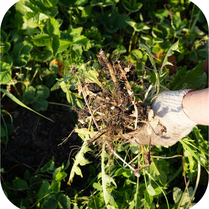 ROUNDUP DYNAMIC 1L OPRYSK NA CHWASTY RANDAP MOCNIEJSZA FORMUŁA