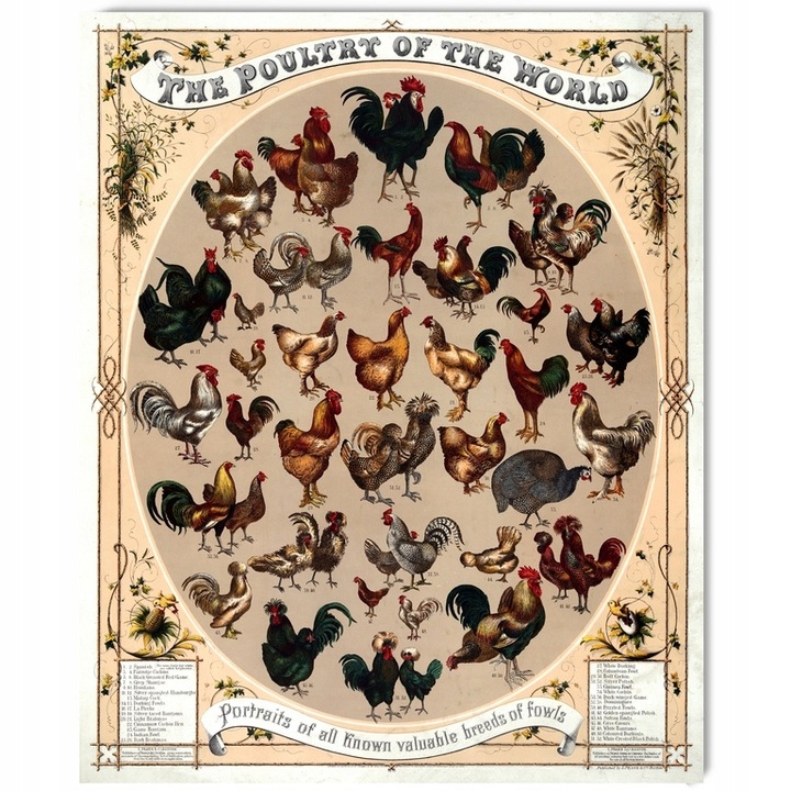 Ziemia Okrzemkowa Diatomit Pan Kurnik Utrzymuje Czystość w KURNIKU