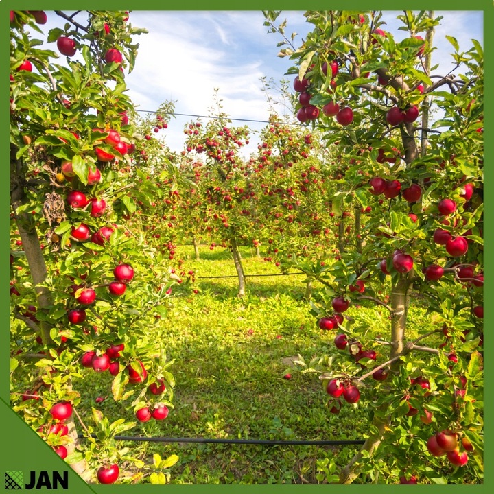 DRUT ocynkowany NACIĄGOWY sadowniczy 2,5 do SIATKI OGRODZENIOWEJ 50m