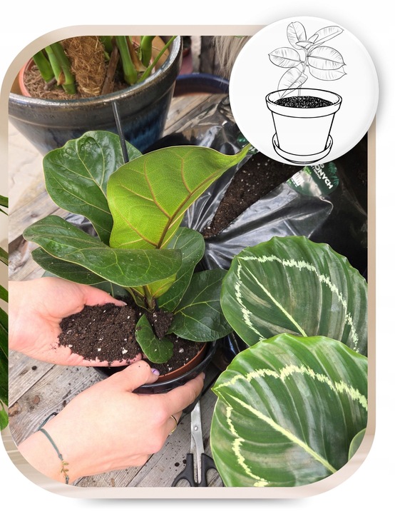 Podłoże Rośliny Zielone do Palm Juk Dracen Monstery Zamiokulkasa