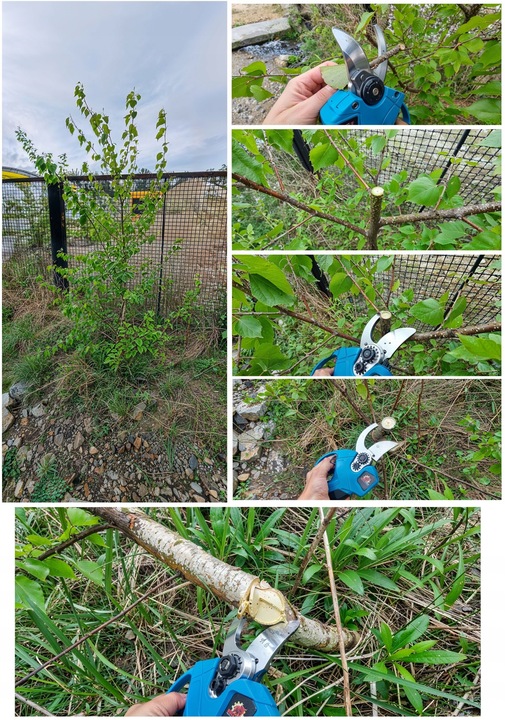 ZESTAW PIŁA AKUMULATOROWA 8" SEKATOR NA WYSIĘGNIKU TELESKOPOWYM 4M 2X