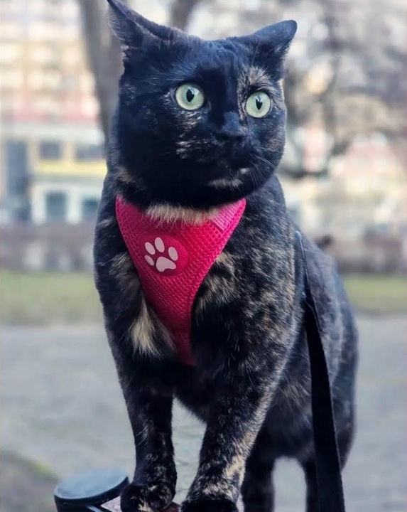 Pelo Szelki -Pelki bezuciskowe softshell 81w R.2