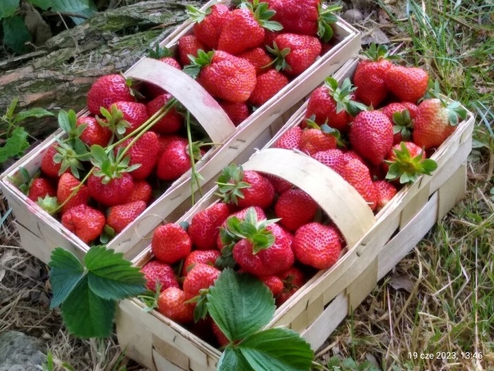 SADZONKI TRUSKAWEK TRUSKAWKA TRUSKAWKI DONICZKOWANA HONEOYE wczesna