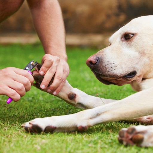 MASZYNKA DO STRZYŻENIA PSA PSÓW KOTÓW ZWIERZĄT GOLARKA ZESTAW CICHA 12W1