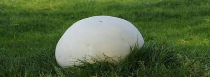 Grzybnia Purchawicy olbrzymiej do ogrodu 750ml