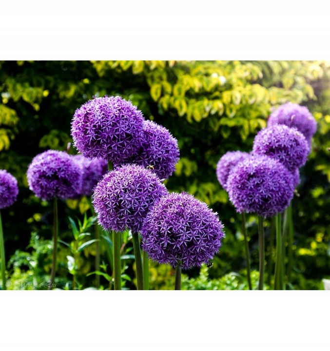 Czosnek ozdobny 'Gladiator' - duża paczka! - 15 szt.