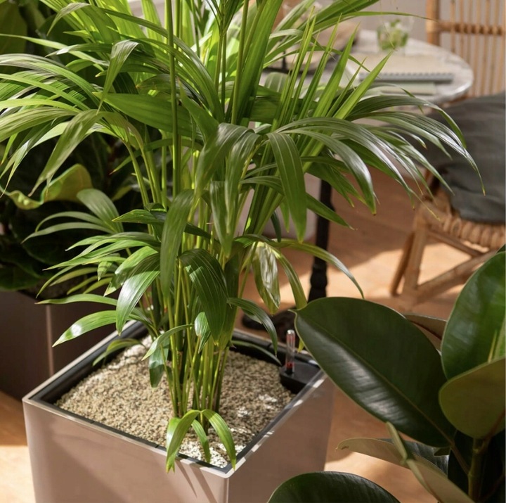 Substrat LECHUZA PON 6L Podłoże z nawozem do roślin doniczkowych