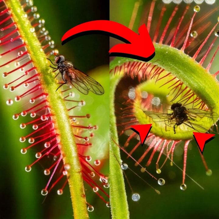 Drosera Capensis CZERWONA ROSICZKA Przylądkowa TROPIKALNA Owadożerna -