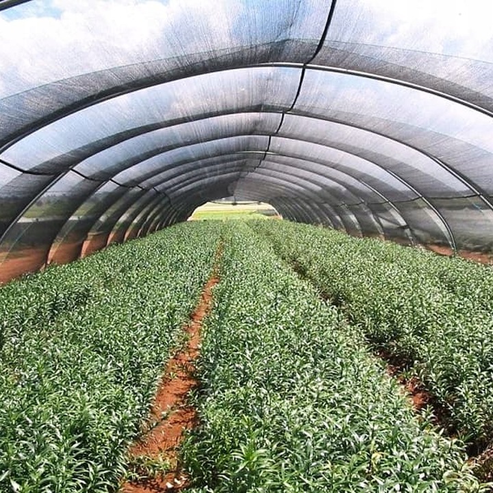 SIATKA CIENIUJĄCA 1,5x25m MASKUJĄCA 95% OSŁONA MATA NA OGRODZENIE PŁOT