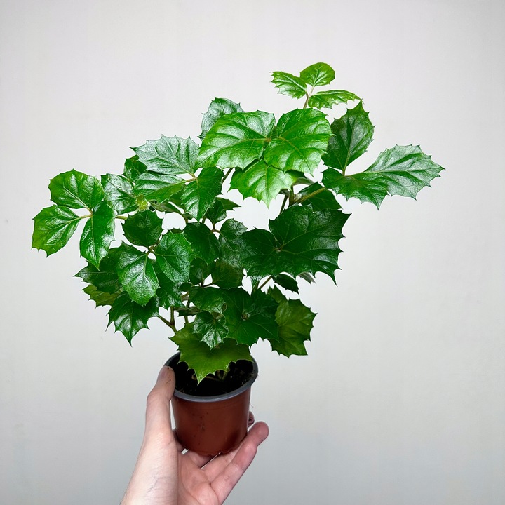 CISSUS ROMBOLISTNY don.9cm
