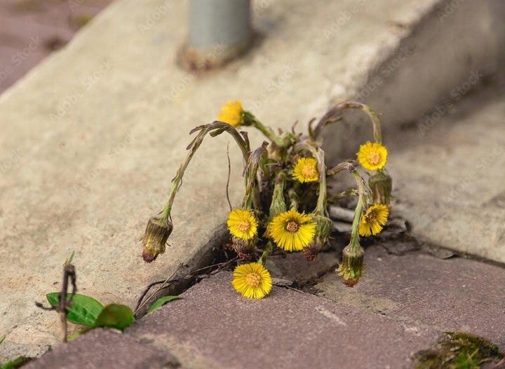 ROUNDUP 360 PLUS 5L RANDAP ŚRODEK NA CHWASTY PREPARAT NA CHWASTY