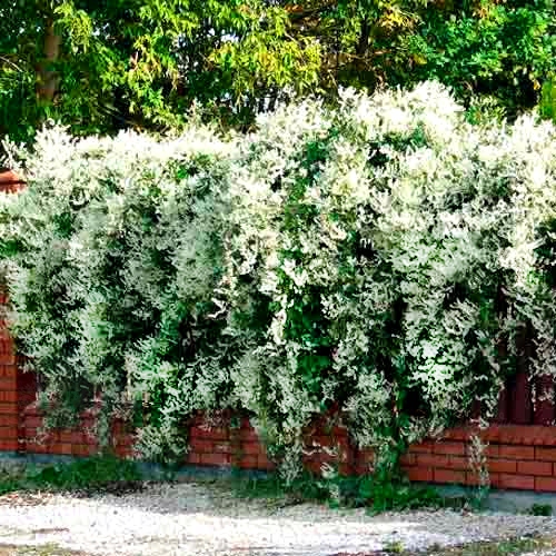 NAJSZYBCIEJ ROSNĄCE PNĄCZE - FALLOPIA ROŚNIE 6 METRÓW NA ROK SADZONKA