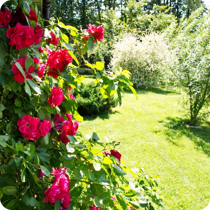 Siarkopol Jesienny Nawóz Uniwersalny Fosfor Potas 25KG Nie Zawiera