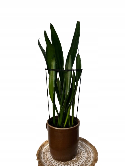 Podpórki do roślin kwiatów podpora podpórka obejma RING ŁĄCZONY 2w1 XL60/28