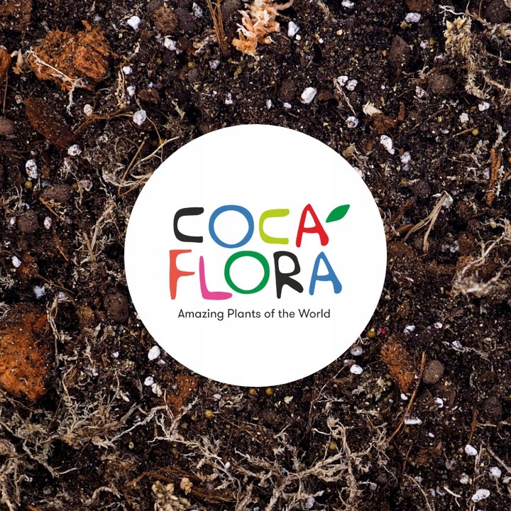 Pachira Aquatica DRZEWKO SZCZĘSCIA I Pieniędzy - Sekrety Feng Shui Dla