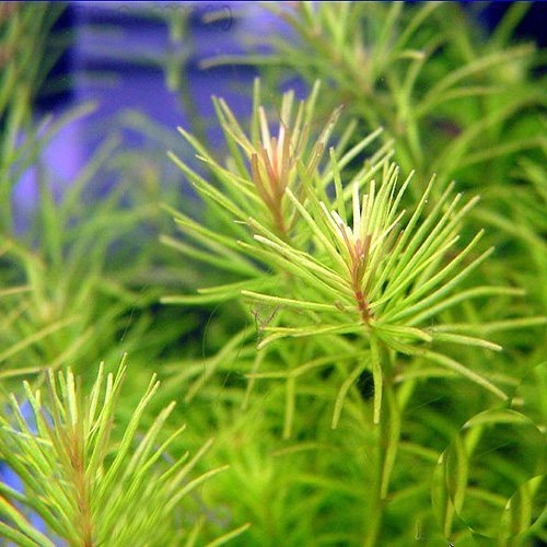 Zestaw roślin łatwych w uprawie 3 plany + GRATIS