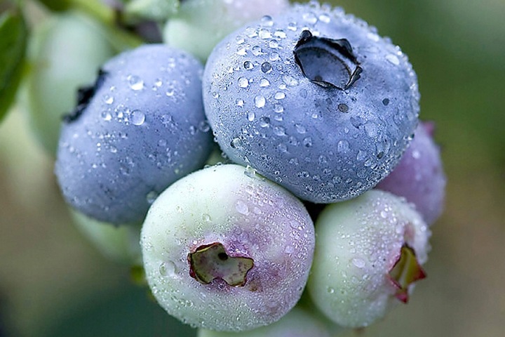 Szkółka- Borówka Chandler- doniczka 5 litrowa, 4 letnia