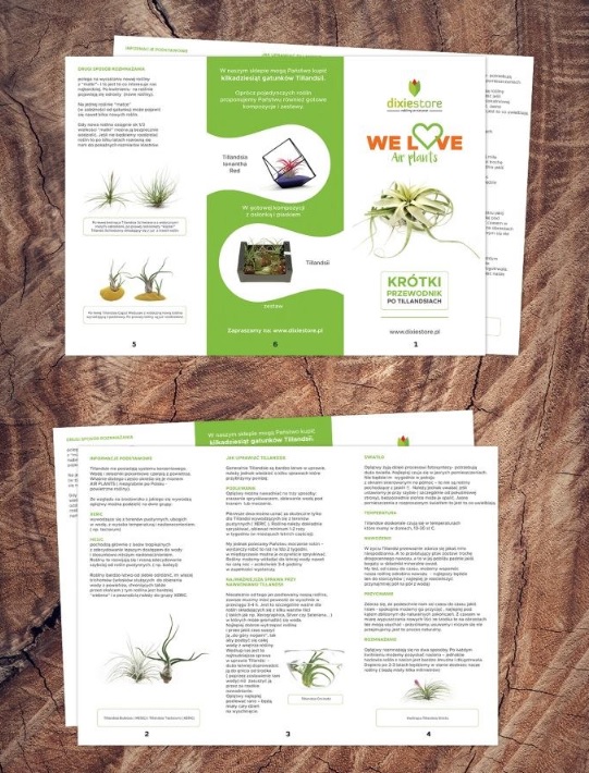 TILLANDSIA, OPLĄTWA X 6 SZT, NA START ! airplant