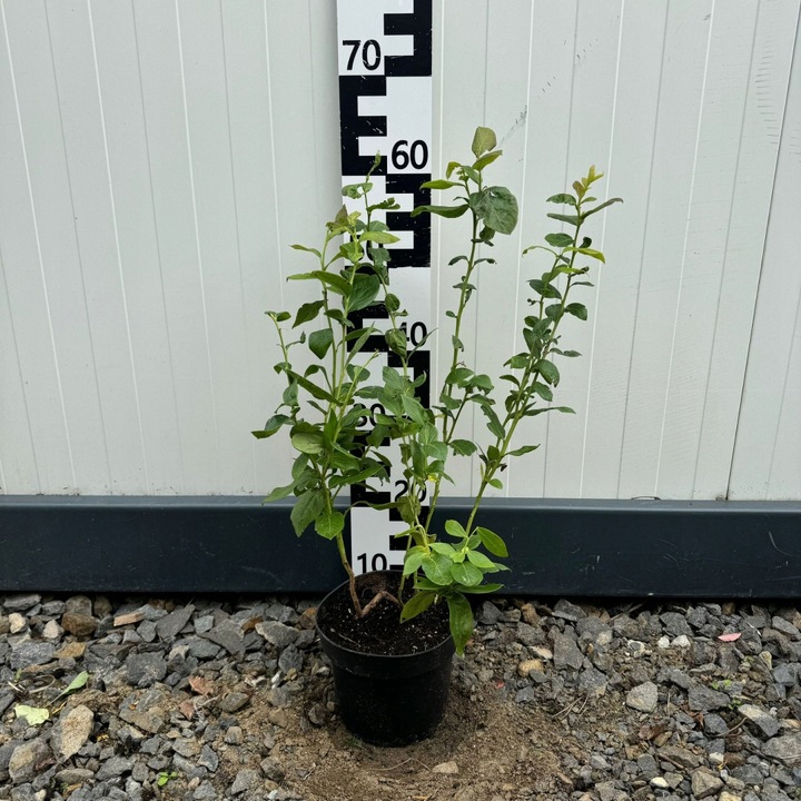 Zestaw Borówka amerykańska