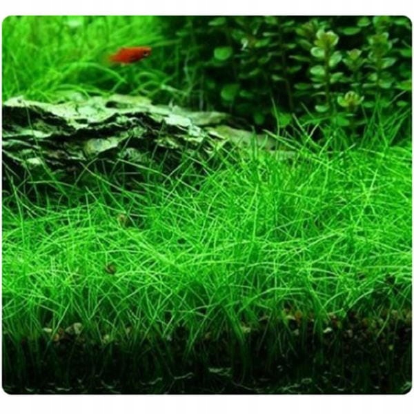 ZESTAW ROŚLIN ŁATWYCH W UPRAWIE NA TRZY PLANY DO AKWARIUM + GRATIS PĘSETA