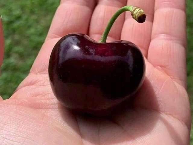 Czereśnia UKRAIŃSKA / GIGANTYCZNE OWOCE słodka i smaczna PIERWSZY