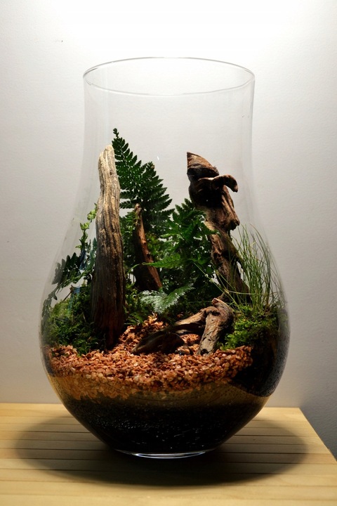 DSM Day- ukorzeniacz