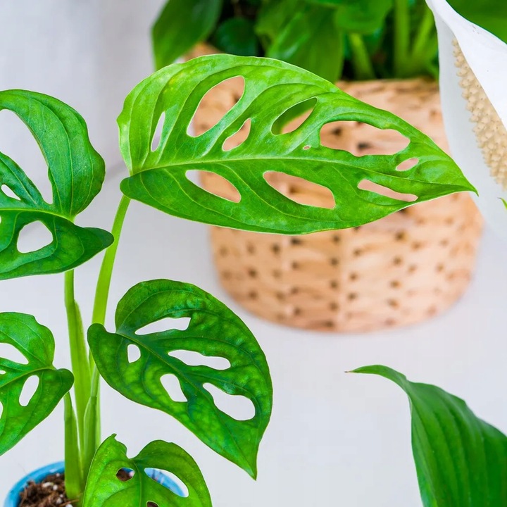 Monstera Dziurawa Adansonii JAK SZWAJCARSKI SER Monster Duże Liście