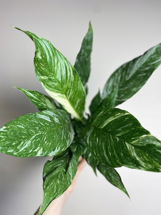 Spathiphyllum Diamond variegated Skrzydłokwiat z biało zielony liśćmi