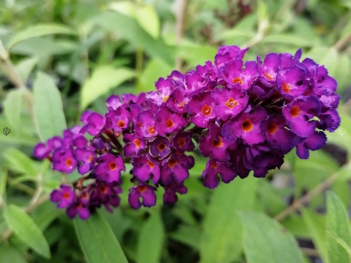 BUDLEJA TRÓJKOLOROWA ZESTAW 3 SADZONEK - MIODODAJNY MOTYLI KRZEW