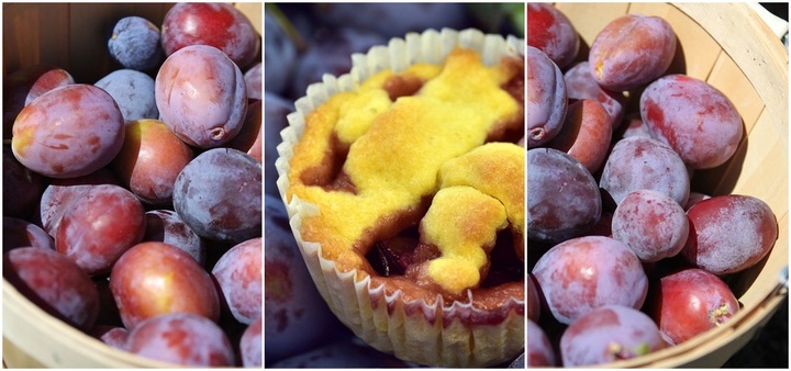 Śliwa RENKLODA ALTHANA /znana i niezwykle UWIELBIANA śliwka, dorodne