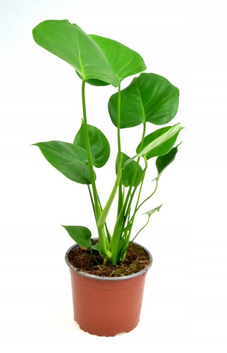 Monstera Deliciosa, Piękna , DUŻA ~ 50 cm