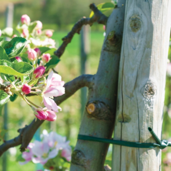 BRADAS Wężyk do mocowania roślin 3,9mm x 30m