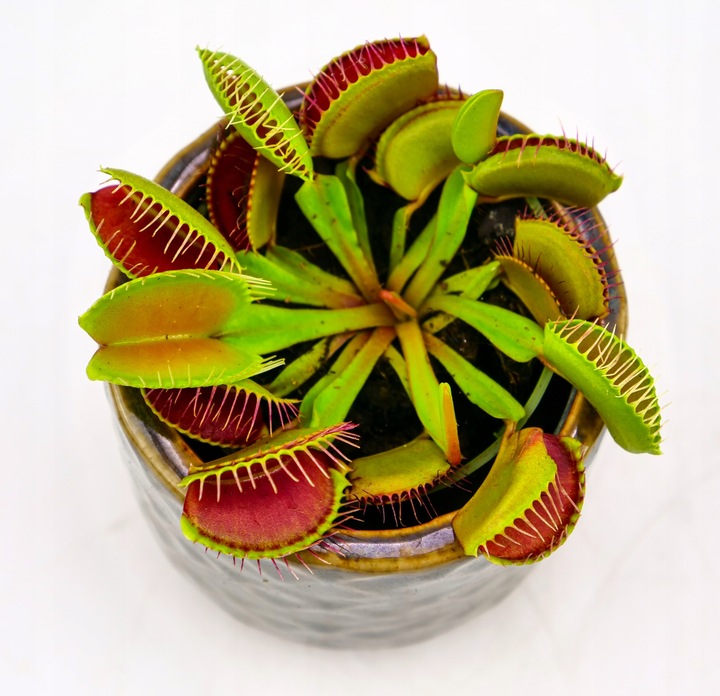 Muchołówka Dionaea Muscipula RED DRAGON OWADOŻERNA Zimoodporne