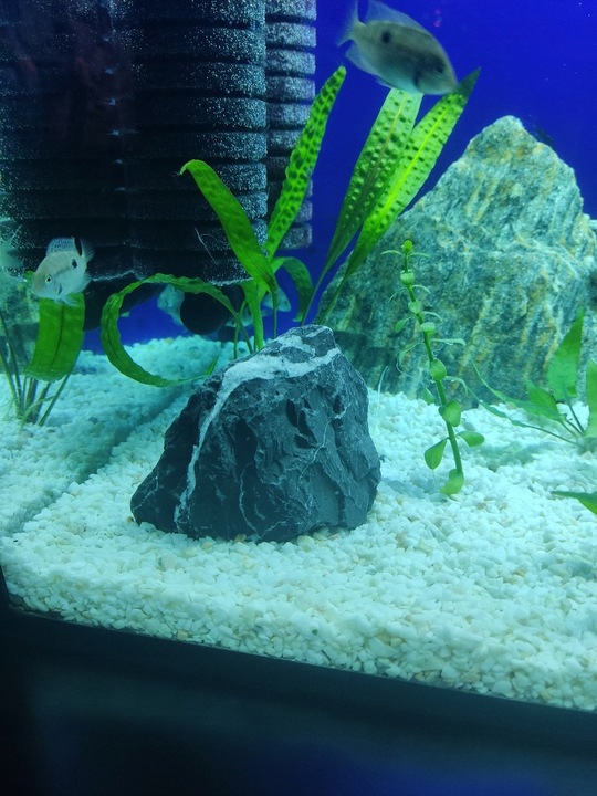 Żwirek Do Akwarium Malawi Biały Naturalny 1-4mm 8kg