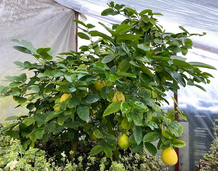 CYTRYNA SKIERNIEWICKA Cytrus