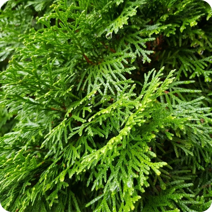 Siarkopol Jesienny Nawóz Pod Iglaki 25KG Bez Azotu Chroni Przed Mrozem